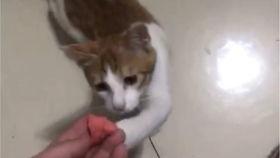 猫咪吃瓜视频大全搞笑版,搞笑猫咪瓜界达人秀
