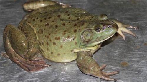 给瓜爸吃牛蛙视频,揭秘牛蛙烹饪全过程