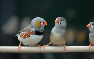 珍珠鸟的吃瓜视频,萌态十足引网友爆笑