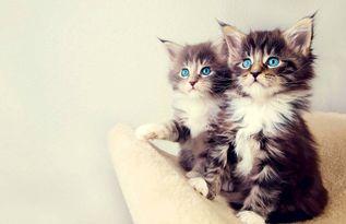 相扑猫酒店吃瓜视频大全,萌宠搞笑瞬间大盘点