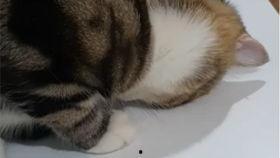 幼崽吃瓜视频全集,全集视频趣味盘点