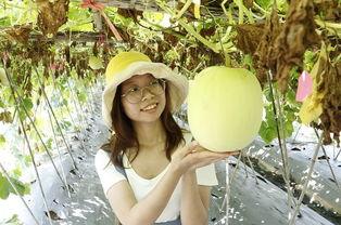 广东佛山吃瓜视频,揭秘街头美食背后的故事