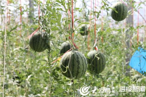 介休吃瓜曝光视频,视频曝光引发网友热议