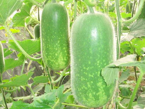 餐厅吃瓜视频素材大全图片,捕捉美食与欢乐的瞬间