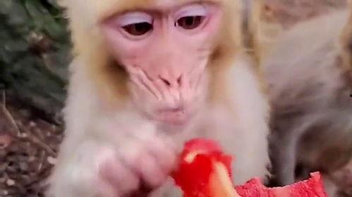 猴子吃麒麟瓜好吗视频,趣味视频揭秘神奇果实魅力