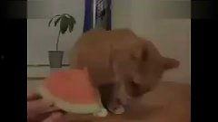 代货吃瓜搞笑视频大全,笑料横生！代货吃瓜搞笑视频大盘点