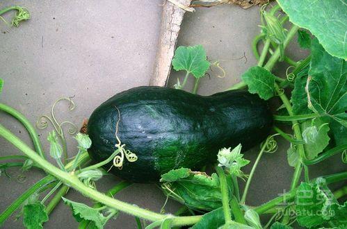 小吊瓜怎么切便于吃视频,轻松享用美味佳肴