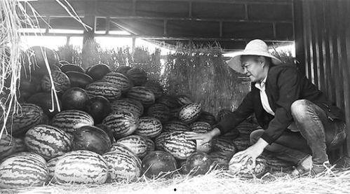 威海吃瓜群众事件视频,网络围观下的社会现象解析