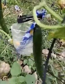 礼县吃瓜网红事件视频曝光,视频曝光引发网友热议